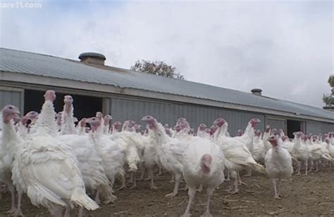 New deadly bird flu cases reported in Iowa, joining 3 other states as ...