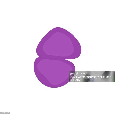 streptococcus bacteria conceptual illustration high res vector graphic