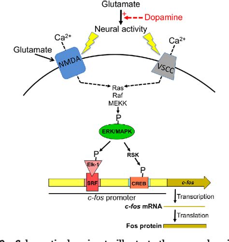 Figure From Using C Fos To Study Neuronal Ensembles In