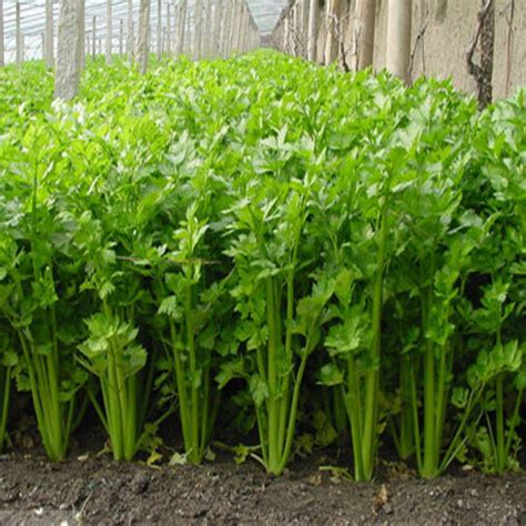 F5b8 Organic Celery Seeds Parsley Seed Garden Vegetable Garden