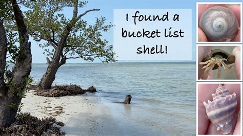 Virtual Shelling I Find A Bucket List Shell Hunting For Tiny Shells