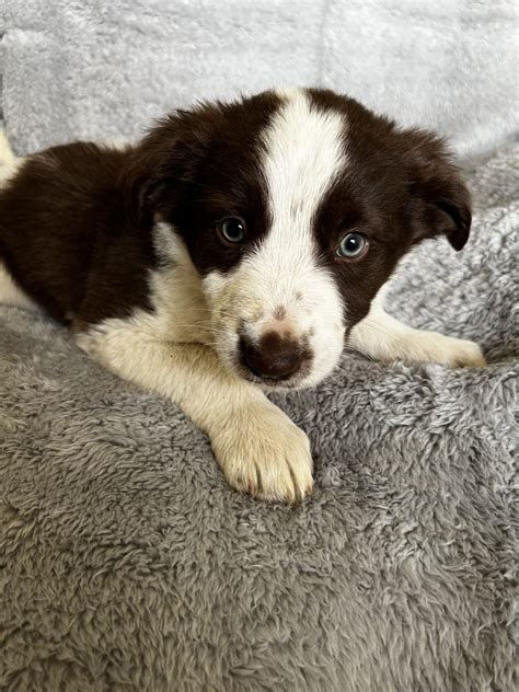 Border Collie Mooroolbark Petsforhomes