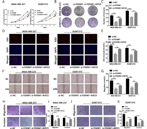 KIF23 Partly Restores The Effect Caused By FOXM1 In TNBC Cells A E