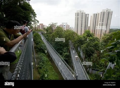 People Walk Along The Walkways Of The Forest Walk In Telok Blangah Hill