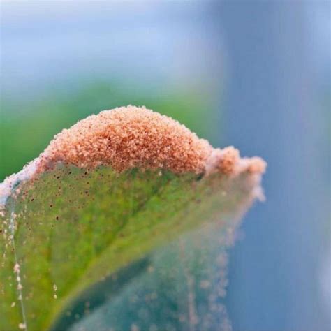 How To Get Rid Of Spider Mites On Tomato Plants