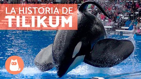 La Historia De Tilikum La Ballena Que Muri En Seaworld Youtube