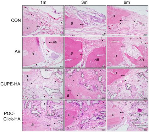 Microscopic Images Of Hematoxylin And Eosin H E Stained Tissue