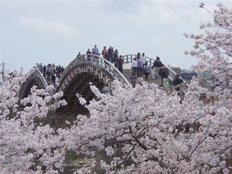 Kintai Bridge Iwakuni Japan Cherry Blossom Festival