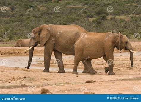 Group Of Elephants Stock Photo Image Of Animals African 13298894