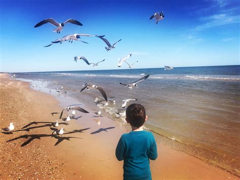 Feeding the Seagulls. | Surfside beach texas, Surfside beach, Beach town