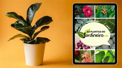 Início Cursos Jardineiro net