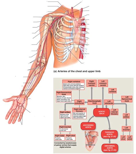 Upper Extremities Arteries Diagram Quizlet