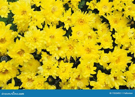 Yellow Daisies Stock Photography - Image: 7353492