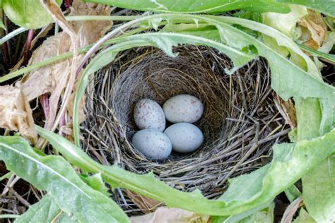 Junco Nests: The Mating Habits, Nesting & Eggs Of Dark-Eyed Junco