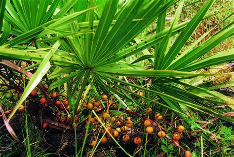 Saw palmetto facts and health benefits