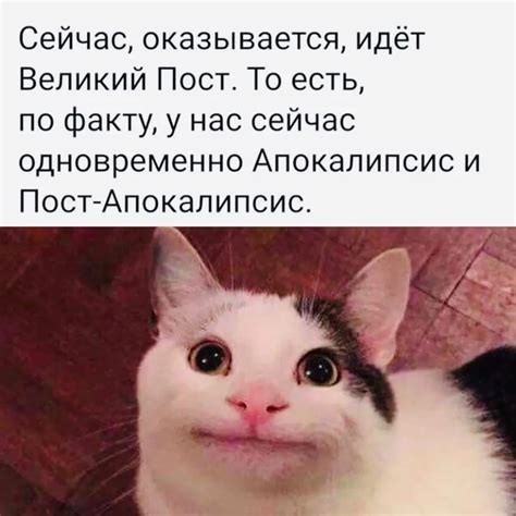 Смешные Мемы Обои на телефон для телефона, Текст, Животное, Мелкие И ...