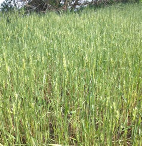 Assessing Hail Damage In Wheat Cropwatch University Of Nebraskalincoln