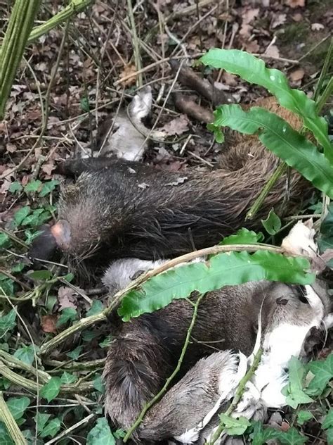 Pile Of Dead Wild Animals Found Dumped In ‘horror Film Discovery