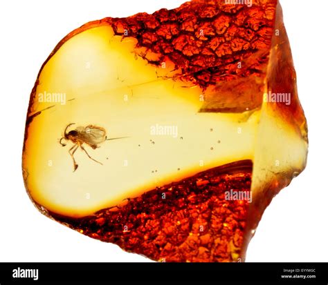 Prehistoric Fly C M Years Old Preserved In Baltic Amber From