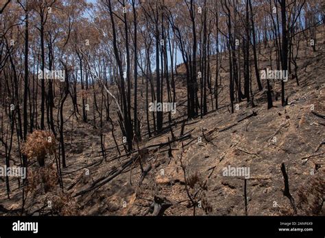 Paisaje Australiano Carbonizado Fotografías E Imágenes De Alta Resolución Alamy