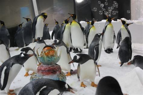 Sea Life Melbourne Aquarium Celebrates World Penguin Day Australasian