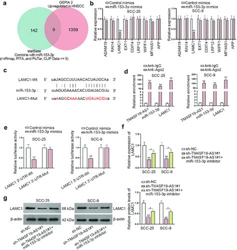 LAMC1 Is Targeted By MiR 153 3p A Venn Diagram Displayed Possible