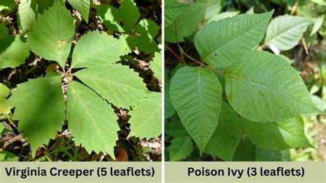 Beware Of Planting Virginia Creeper Vine Growth And Poison Facts Dengarden