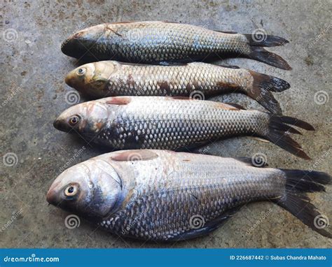 Rohu Fish Stock Photo Image Of Display Nutrition 226687442