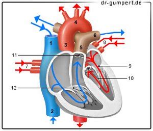 Herz Kreislaufsystem