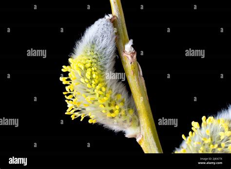 Pussy Willow Goat Willow Or Great Sallow Salix Caprea Close Up Of The Male Flower Just