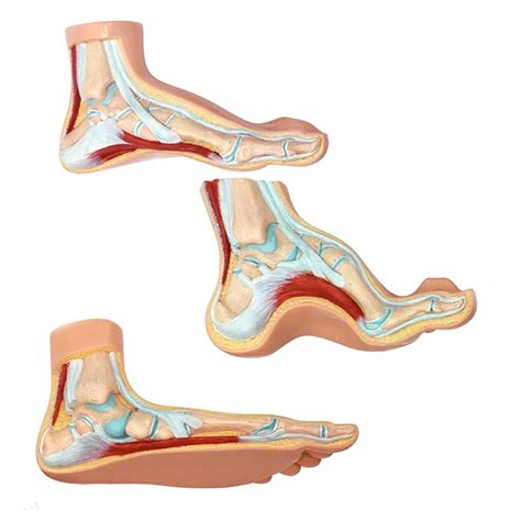 Buy Human Foot Anatomical Model Life Size Normal Flat Foot Bow Model