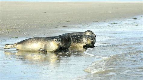 Vier Seehunde Zur Ck Ins Wattenmeer