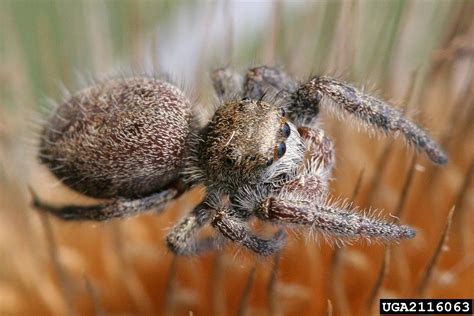 jumping spider (Phidippus princeps (Peckham & Peckham, 1883))