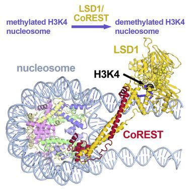 Crystal Structure Of The Lsd Corest Histone Demethylase Bound To Its