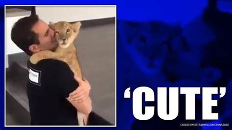 Video: Rescued lion cub hugs caretaker lovingly, netizens all hearts ...