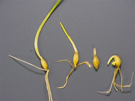 Barley Seed | Barley seeds, Propagating plants, Propagation 