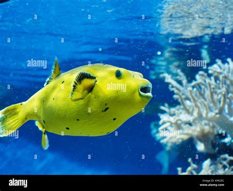 Guineafowl Puffer Arothron Meleagris Stock Photo Alamy