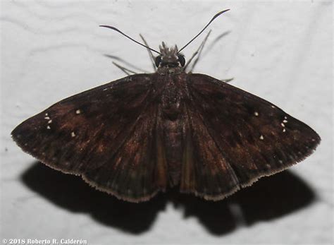 Horace S Duskywing Erynnis Horatius Erynnis Horatius Bugguide Net