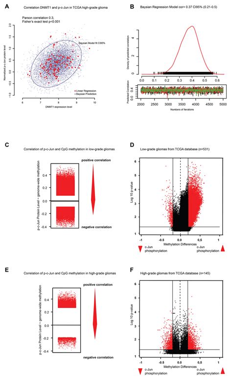 C Jun Phosphorylation Correlates With Dnmt Expression And Genome Wide