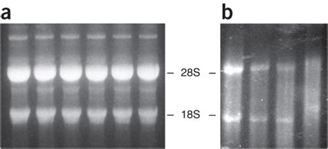 Examples Of Rna Gelsa Rna Gel Electrophoresis Six Samples 20 G Per Download Scientific