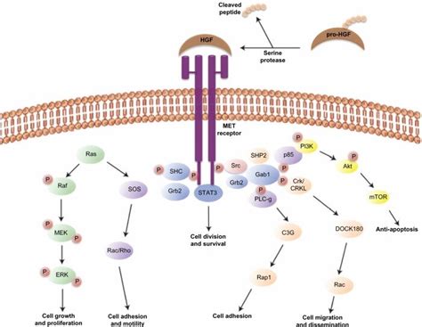 HGF-MET signaling pathway. Abbreviations: HGF, hepatocyte growth ...