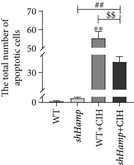 The Apoptosis In The Hippocampus Of Wt And Shhamp Mice Exposed To Cih Download Scientific