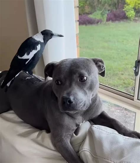 Major update in bid to reunite Molly the magpie with her dog best ...