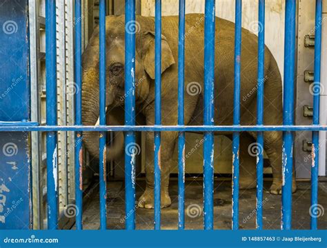 Caged Male Asian Elephant with Tusks, Elephant Behind Bars, Animal in Captivity Stock Image ...