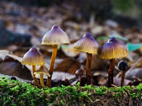 La Guida Definitiva Ai Funghi Magici O Funghi Allucinogeni Mycotrop