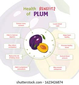 Health Benefits Plum Plums Nutrients Infographic Stock Vector Royalty