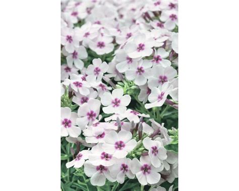 Vlambloem Phlox Paniculata Flame® White Eye Potmaat Ø 23 Cm H 20 60 Cm Kopen Hornbach