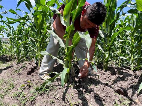 Inicia Entrega De Fertilizante Gratuito A Productores