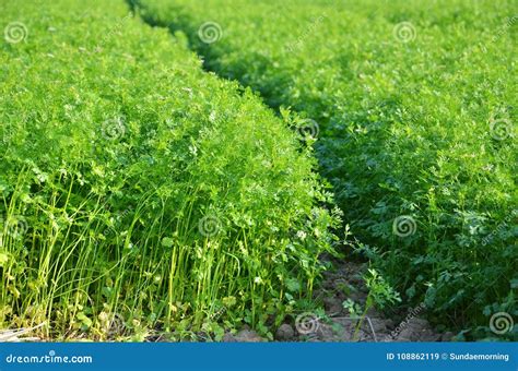 Colheita Do Coentro Campo Vegetal Verde Agricultura Da Cultura Do