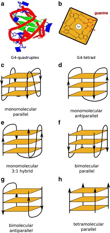 Topologies Of G Quadruplex Dna A A D Model Of The Human Telomeric